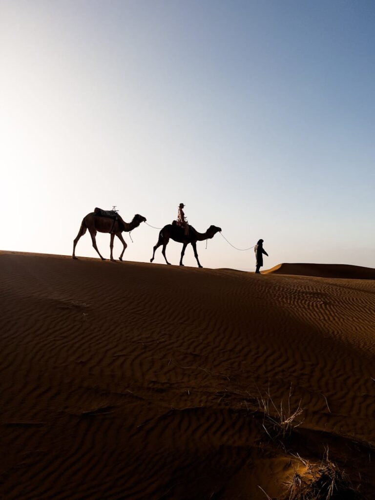 camel caravan traversing a desert dune