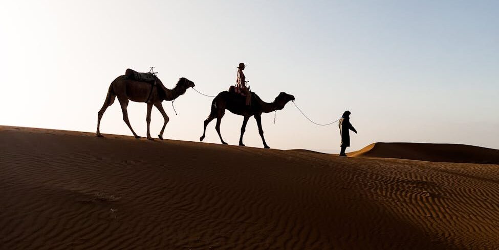 camel caravan traversing a desert dune